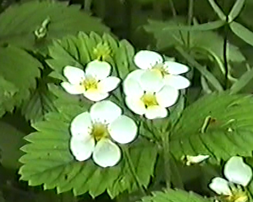 Hautbois strawberry (Fragaria moschata)