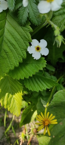 Hautbois strawberry (Fragaria moschata)