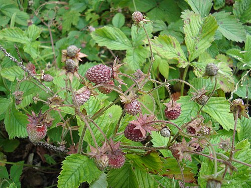 Hautbois strawberry: Fragaria moschata - fructus