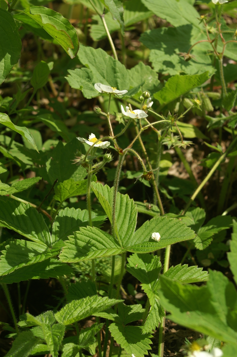 Hautbois strawberry: Muškatni jagodnjak na Vačah.