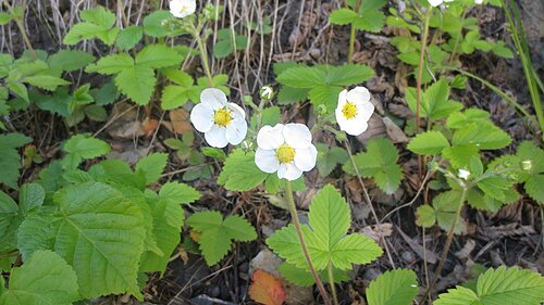 Hautbois strawberry: Fragaria moschata strawberries in Stabekk, Norway