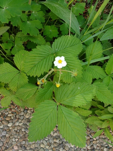 Hautbois strawberry (Fragaria moschata)