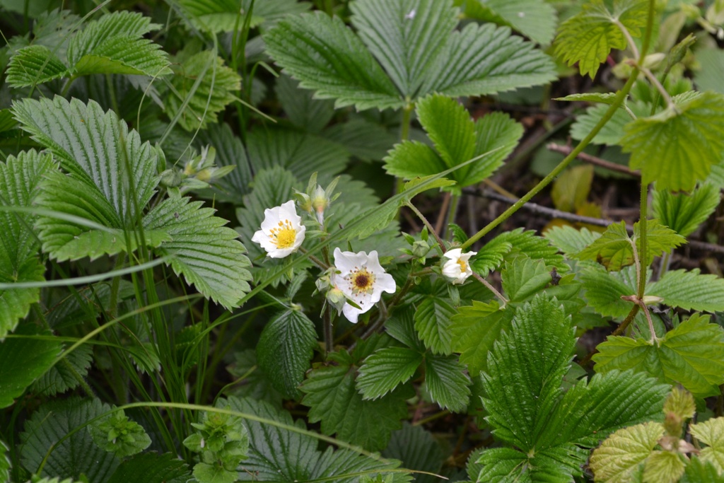 Wild strawberry: Poziomka pospolita