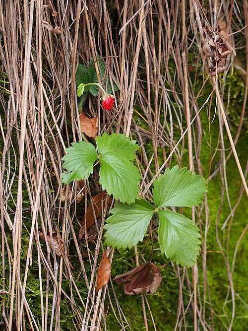 Wild strawberry: Fragaria vesca on Borowa Mountain, Wałbrzyskie Mountains, Central Sudetes, Poland.