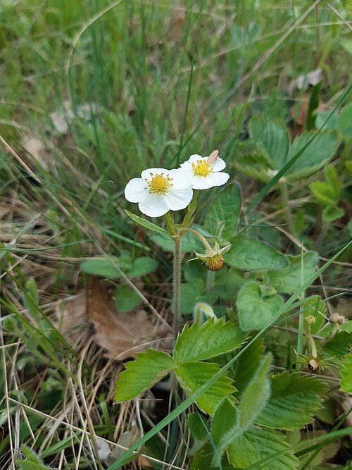 Wild strawberry: woodland strawberry