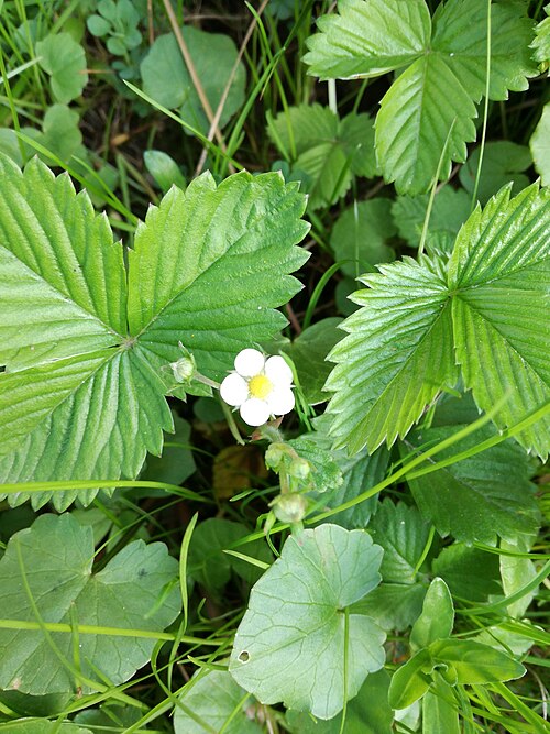 Wild strawberry: Poziomka pospolita