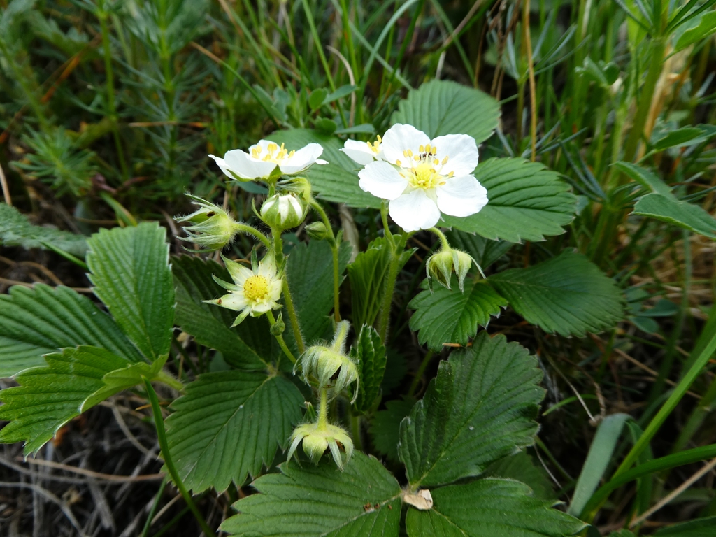 Wild strawberry: Poziomka pospolita