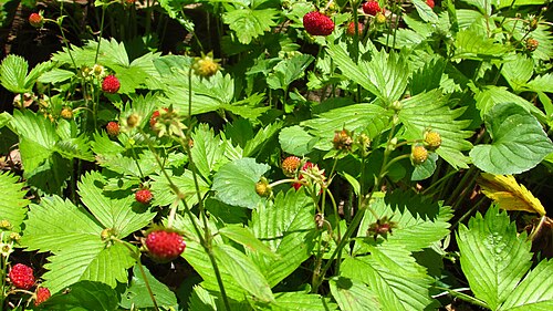 Wild strawberry: Wild strawberry patch