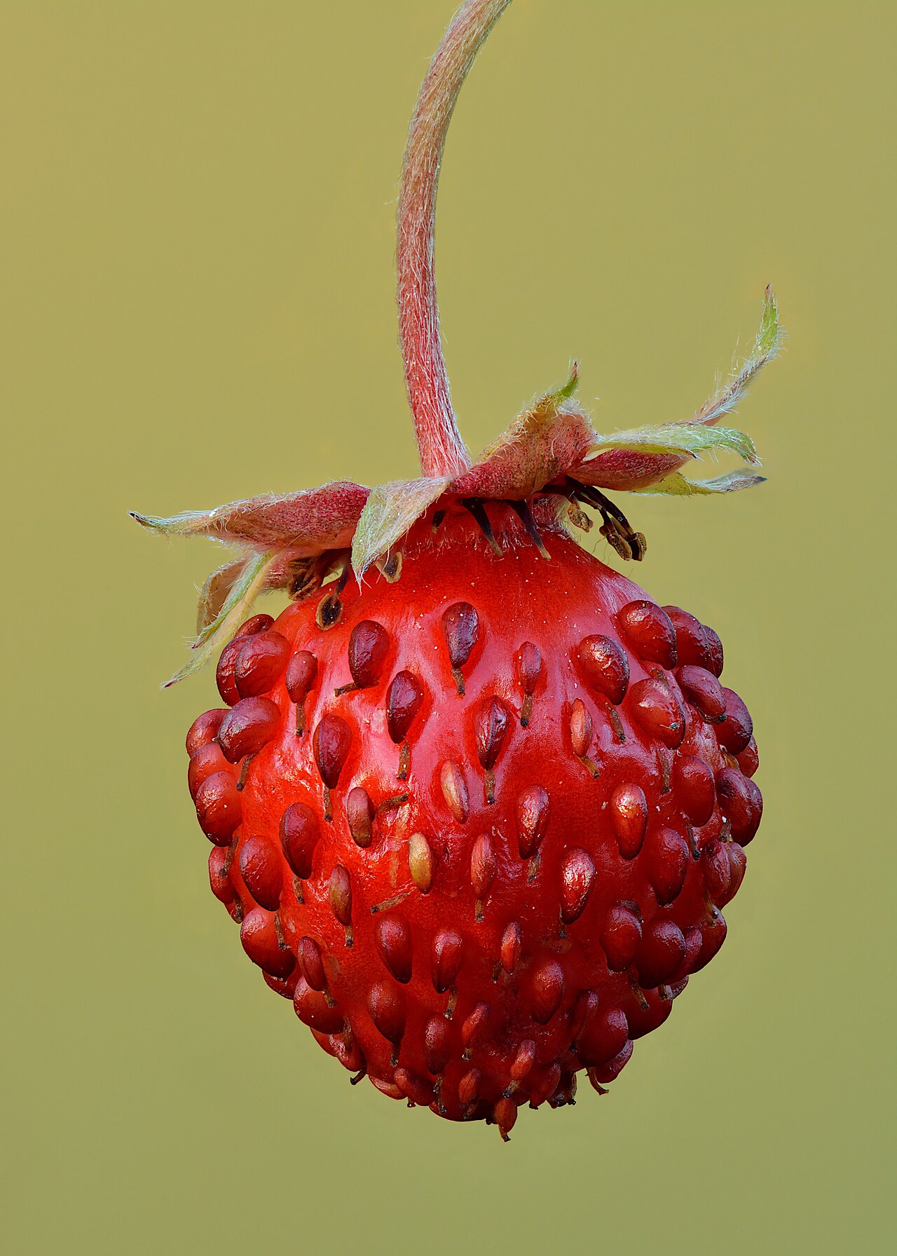 Wild strawberry: Fruit of wild strawberry
