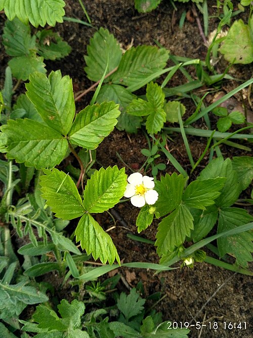 Wild strawberry: Poziomka pospolita