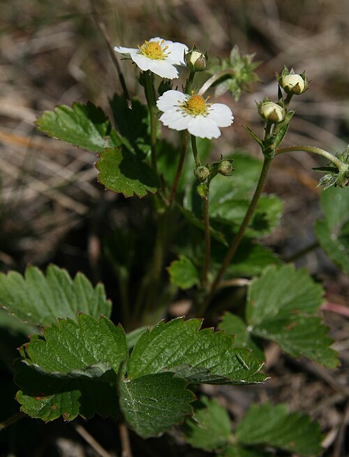 Wild strawberry: Ahomansikka