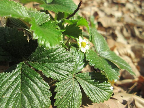 Wild strawberry: Wald-Erdbeere ( Fragaria vesca ) im Landschaftsschurtgebiet „St. Johanner Stadtwald“