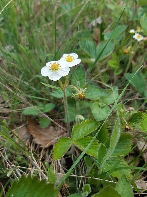 Wild strawberry: woodland strawberry