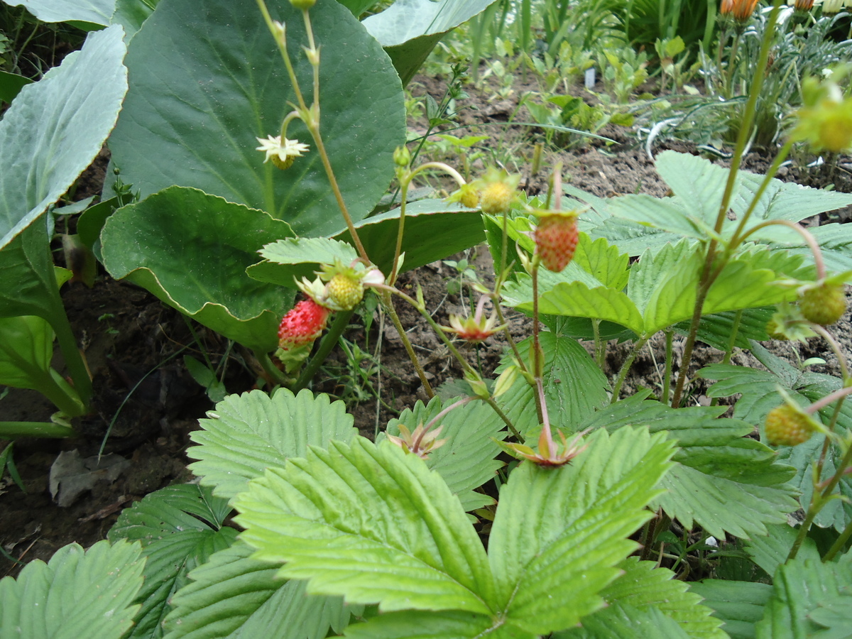 Wild strawberry: Poziomka pospolita