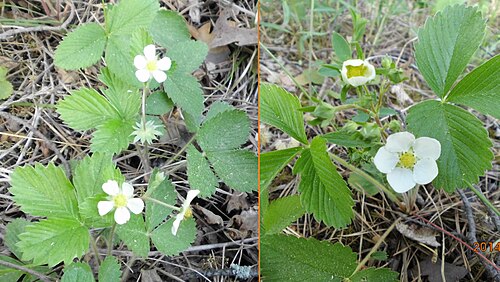 Green strawberry: Цветы земляники лесной и земляники зелёной