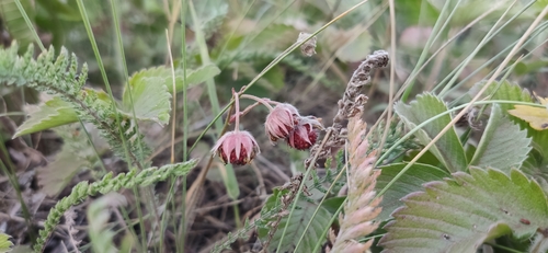 Green strawberry (Fragaria viridis)
