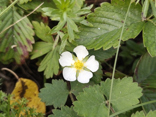 Green strawberry (Fragaria viridis)