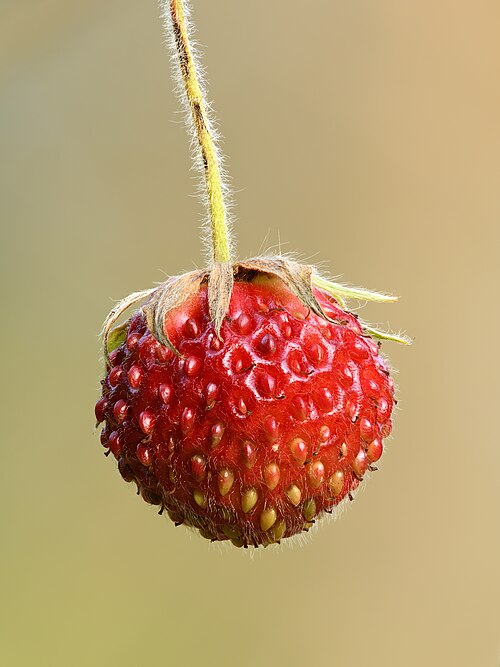 Green strawberry: Fruit of the creamy strawberry, Ø 13 mm
