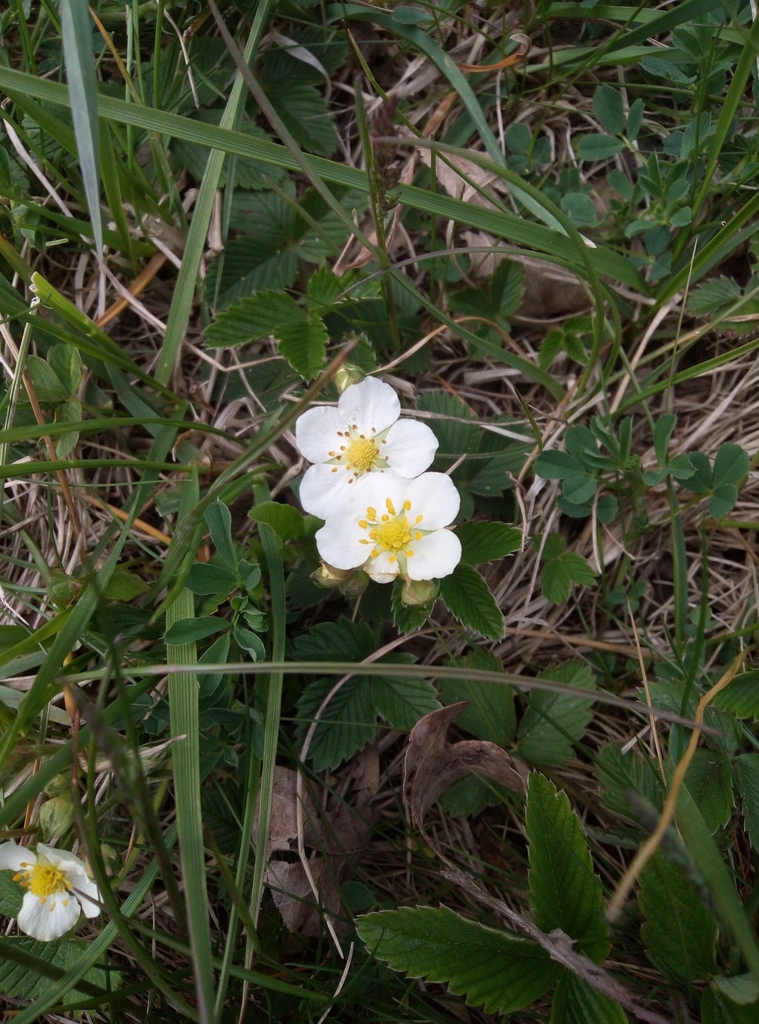 Green strawberry (Fragaria viridis)