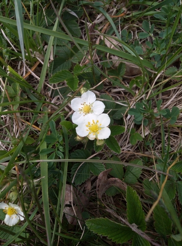 Green strawberry (Fragaria viridis)