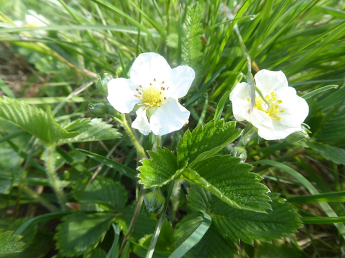 Green strawberry (Fragaria viridis)
