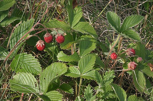 Green strawberry: Fragaria viridis