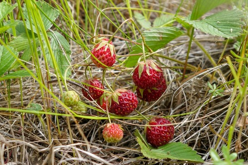 Green strawberry (Fragaria viridis)