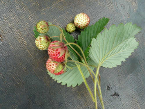 Green strawberry (Fragaria viridis)