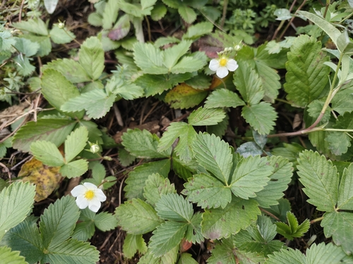 Green strawberry (Fragaria viridis)