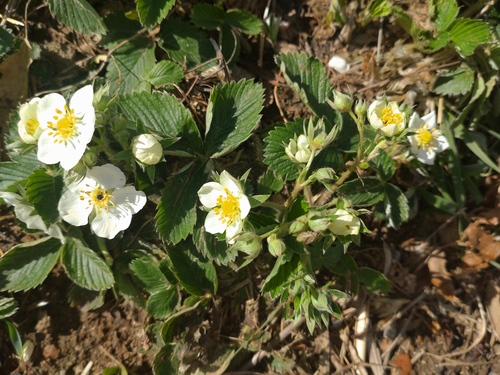Green strawberry (Fragaria viridis)