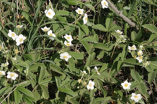 Green strawberry: Fragaria viridis