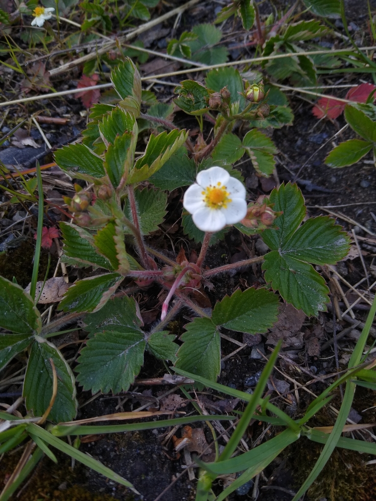 Strawberry (Fragaria × ananassa)