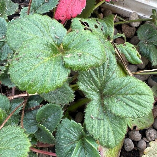 Strawberry (Fragaria × ananassa)