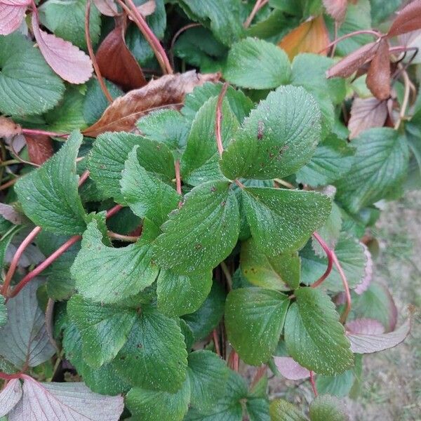 Strawberry (Fragaria × ananassa)