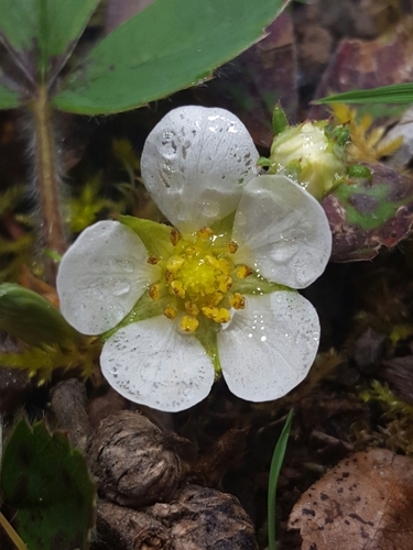 Strawberry (Fragaria × ananassa)
