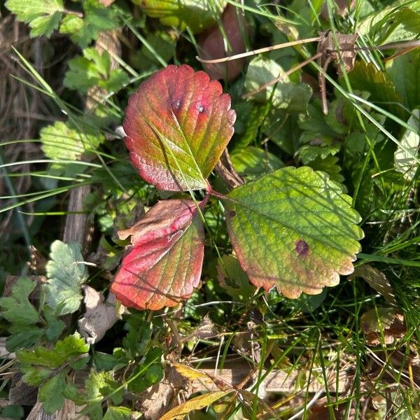 Strawberry (Fragaria × ananassa)
