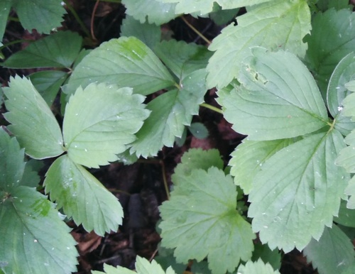 Strawberry (Fragaria × ananassa)