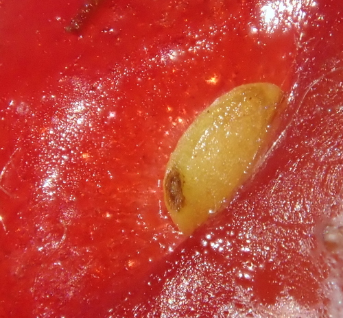 Strawberry (Fragaria × ananassa)