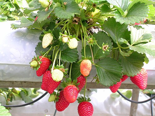 Strawberry (Fragaria × ananassa)