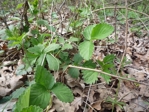 Strawberry (Fragaria × ananassa)