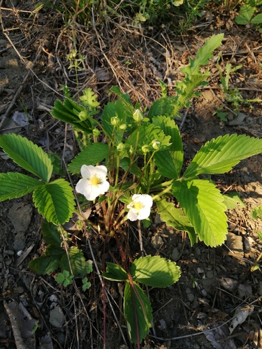 Strawberry (Fragaria × ananassa)