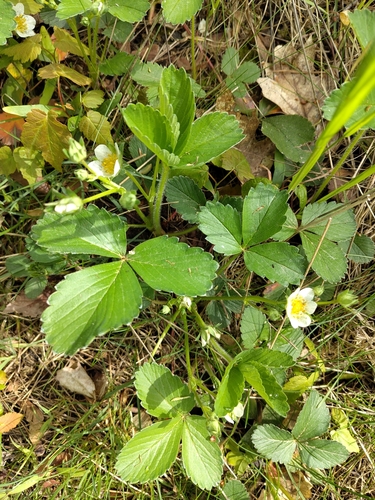 Strawberry (Fragaria × ananassa)
