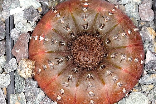 Frailea castanea: Fraile castanea ssp. castanea