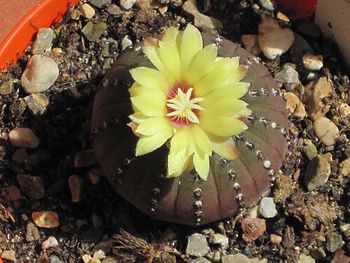 Frailea castanea: Frailea castanea in fioritura