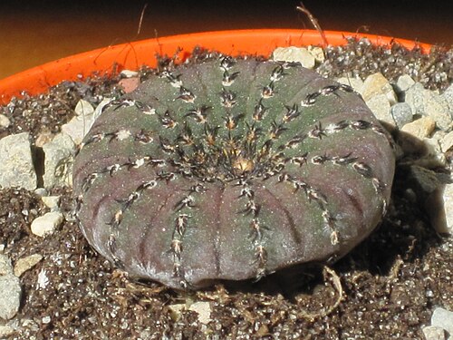 Frailea castanea: Frailea castanea