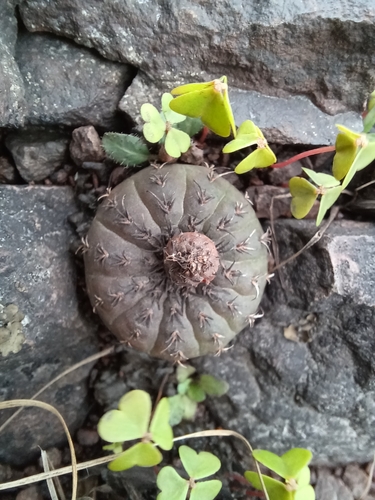 Frailea castanea (Frailea castanea)