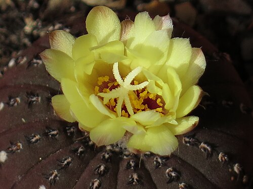 Frailea castanea: The flower of frailea castanea