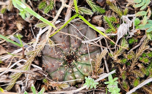 Frailea castanea (Frailea castanea)