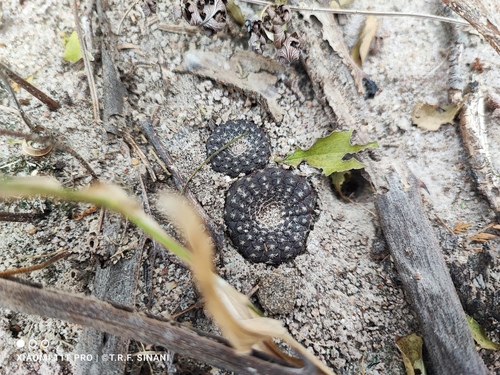 Frailea cataphracta (Frailea cataphracta)