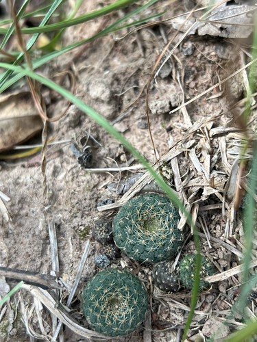 Frailea cataphracta (Frailea cataphracta)